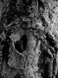 bw tree trunks_4b5c8096ac536